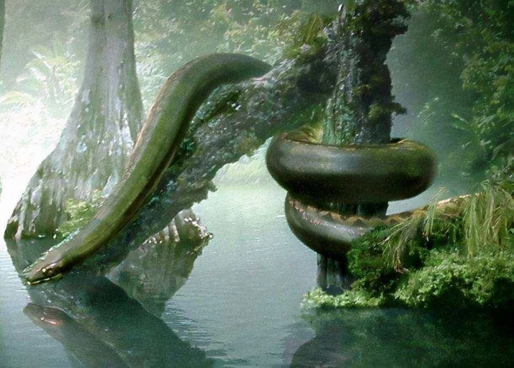 史上最大的蛇_蛇蛇大作_梦见抓大黑色蛇杀蛇