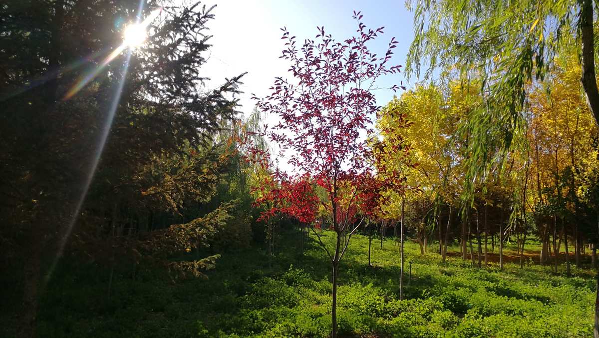 向前冲晨操动漫视频_向前冲晨操_向前冲晨操视频