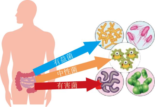 一夜肚子拉一天吃好几次饭_拉肚子一天一夜吃什么好的最快_拉肚子拉了一天一夜吃什么药