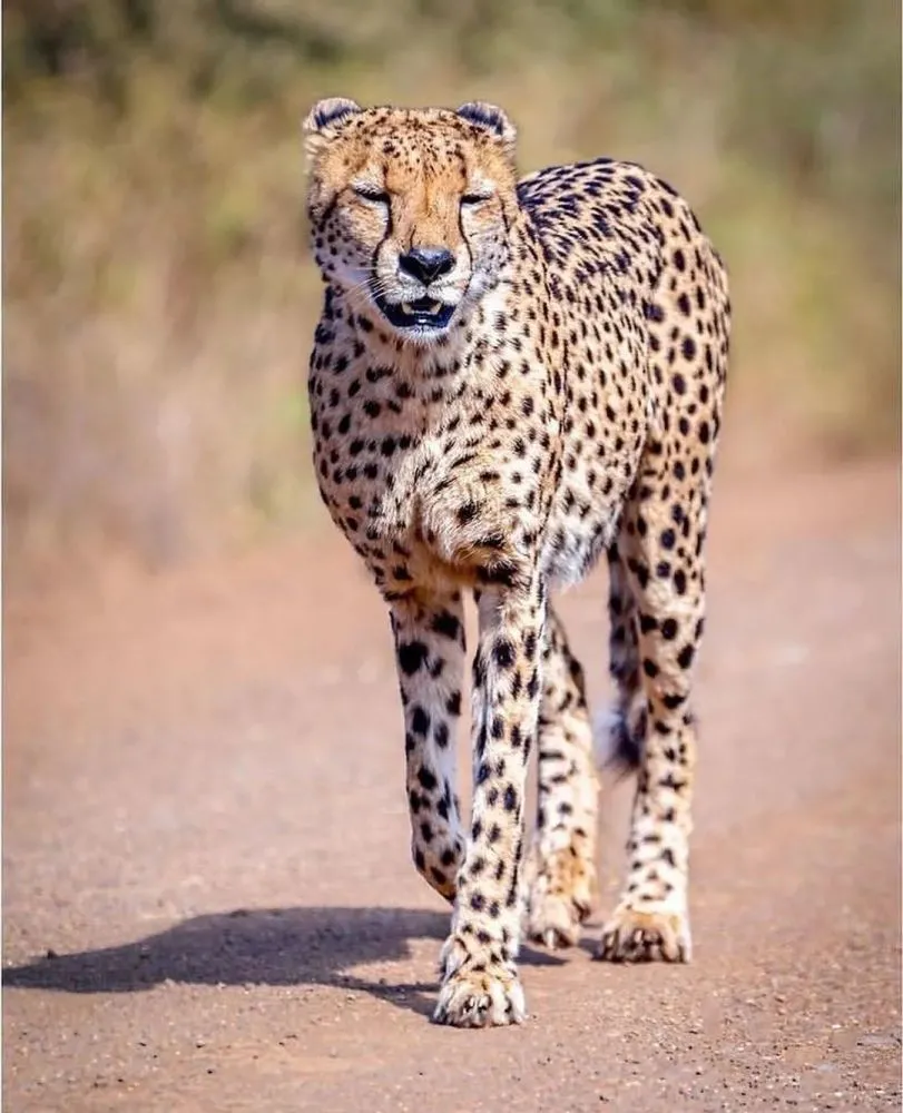 公开版手机好不好_公开版 sⅡ_公开版手机是什么意思