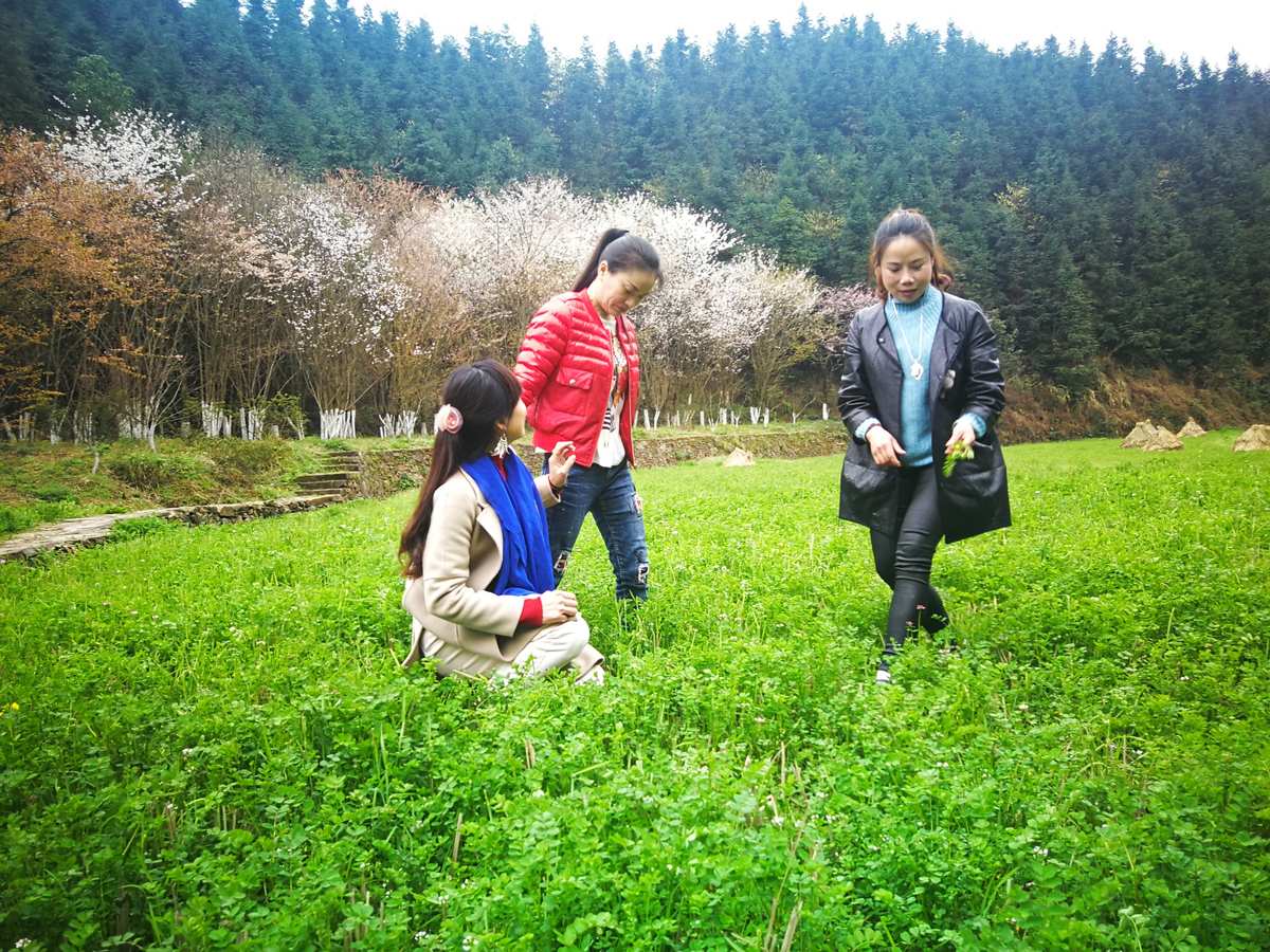 风中劲草游戏_风中劲草官网_风中劲草 游戏