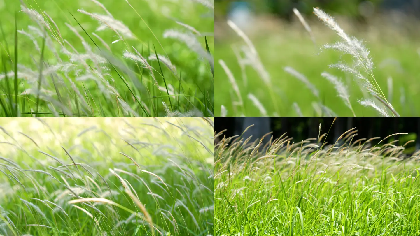 风中劲草游戏_风中劲草官网_风中劲草 游戏