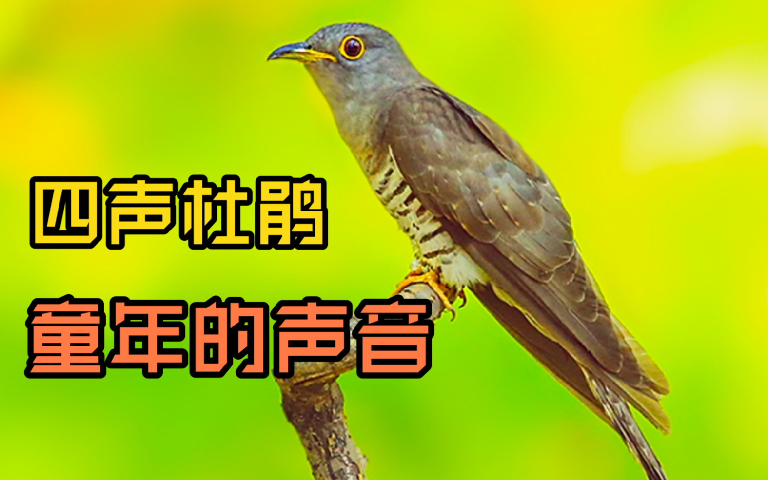 动物声音大全:自然的音乐会 动物声音大全:自然的音乐会