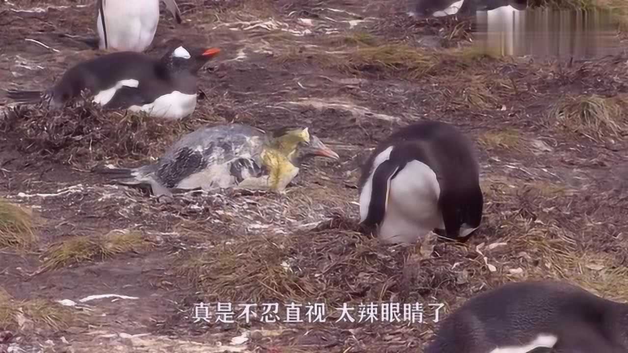 企鹅吃大鱼吗_企鹅吃的鱼_企鹅吃鱼