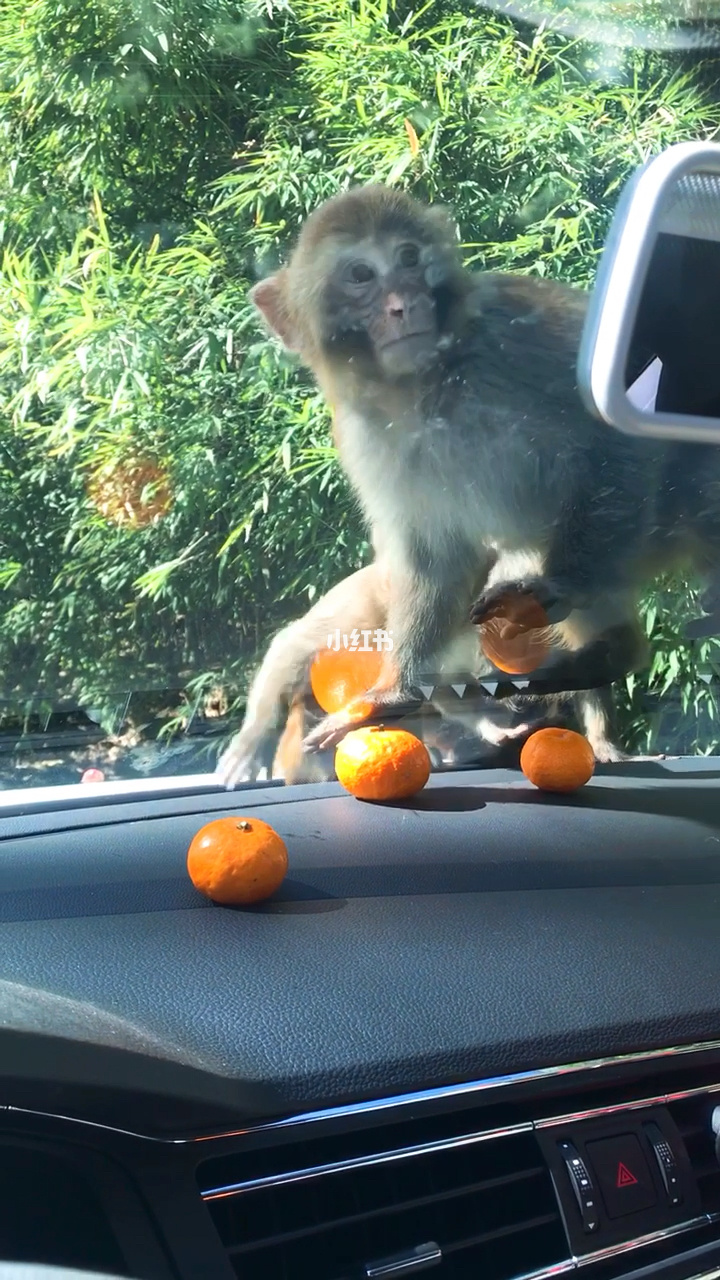 c程序设计猴子吃桃流程图_聚会游戏猴子卖桃_作文猴子摘桃