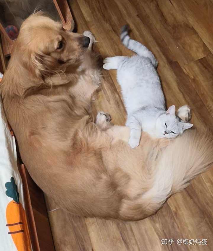 狗狗收养流浪小猫，暖心故事