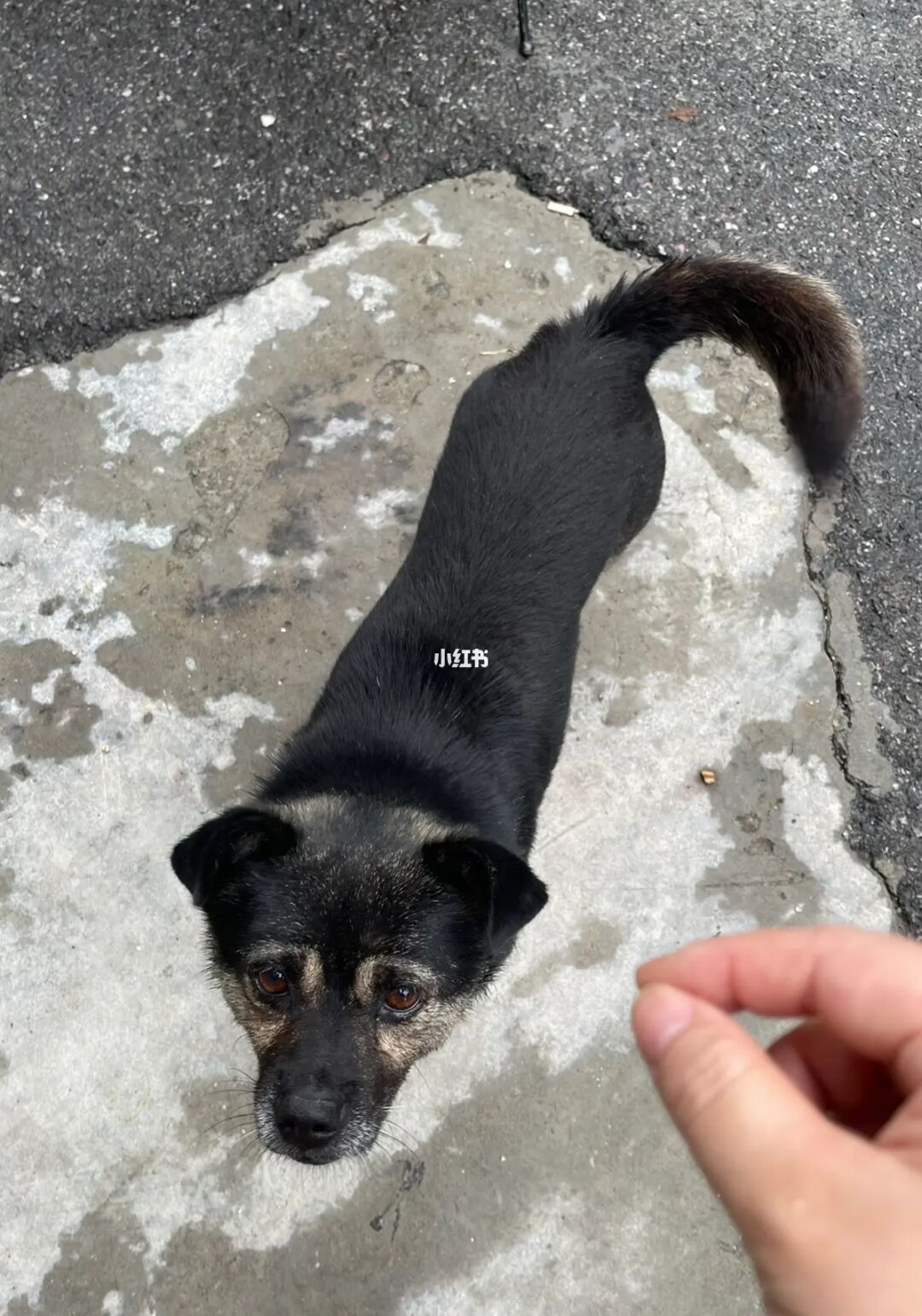 救狗流浪没人领养违法吗_救了流浪狗没人领养_救狗流浪没人领养怎么办