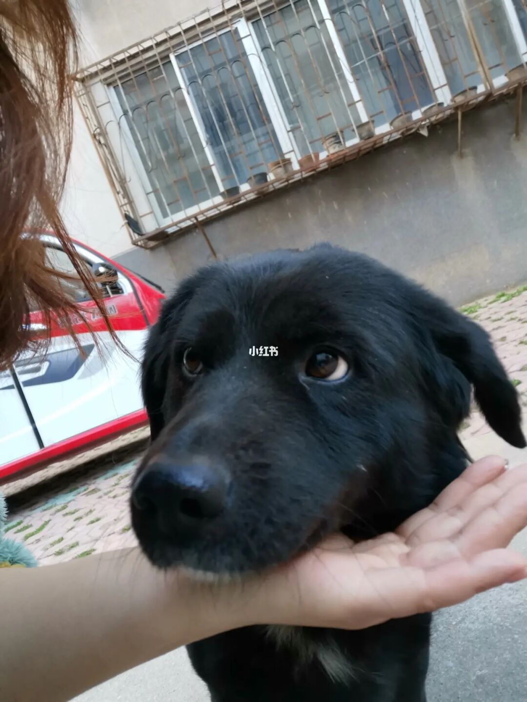救狗流浪没人领养怎么办_救狗流浪没人领养违法吗_救了流浪狗没人领养