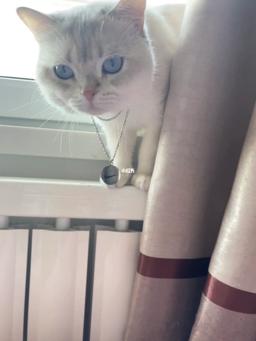 超级酷乐猫单机游戏_超级酷乐猫游戏攻略_ps超级酷乐猫游戏