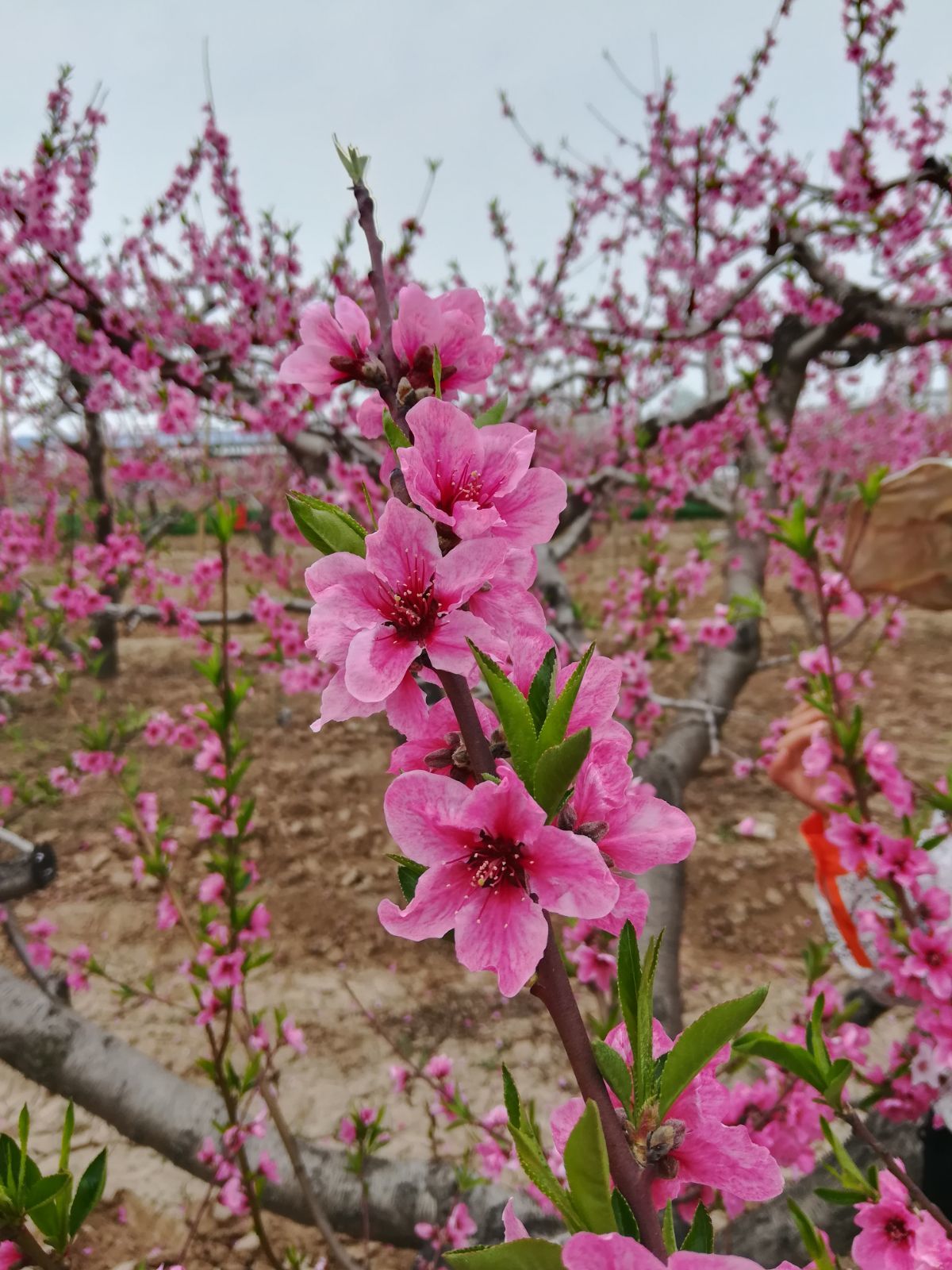 桃花朵朵开游戏感悟_桃花朵朵开游戏_阿牛桃花朵朵开