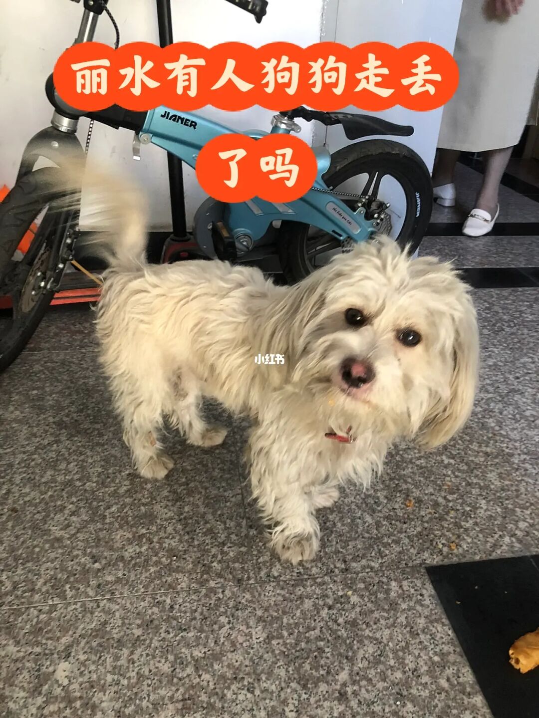 丽水宠物狗免费领养_丽水领养宠物_丽水免费领养狗狗