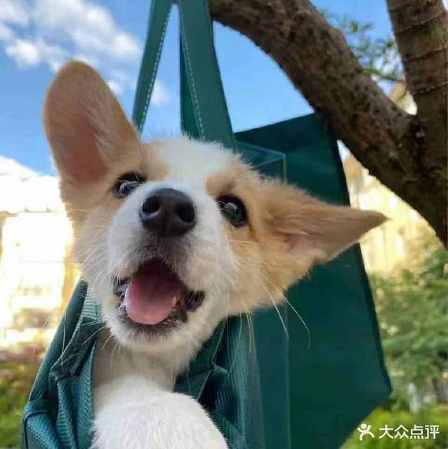 丽水免费领养狗狗_丽水宠物狗免费领养_丽水领养宠物