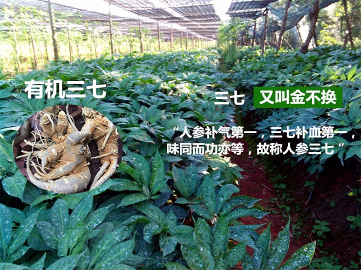 三七机_三七机网厅_三七机攻略网站