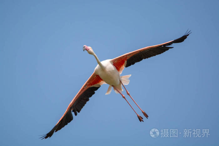 始祖小鸟几级进化_始祖小鸟进化_始祖小鸟