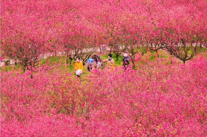 桃花直播coco_桃花直播_桃花直播coco叫啥名字