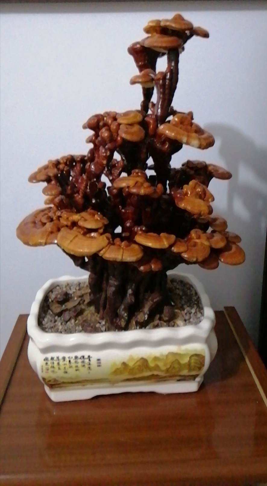 山中采药_农妇采药被困深山_采药