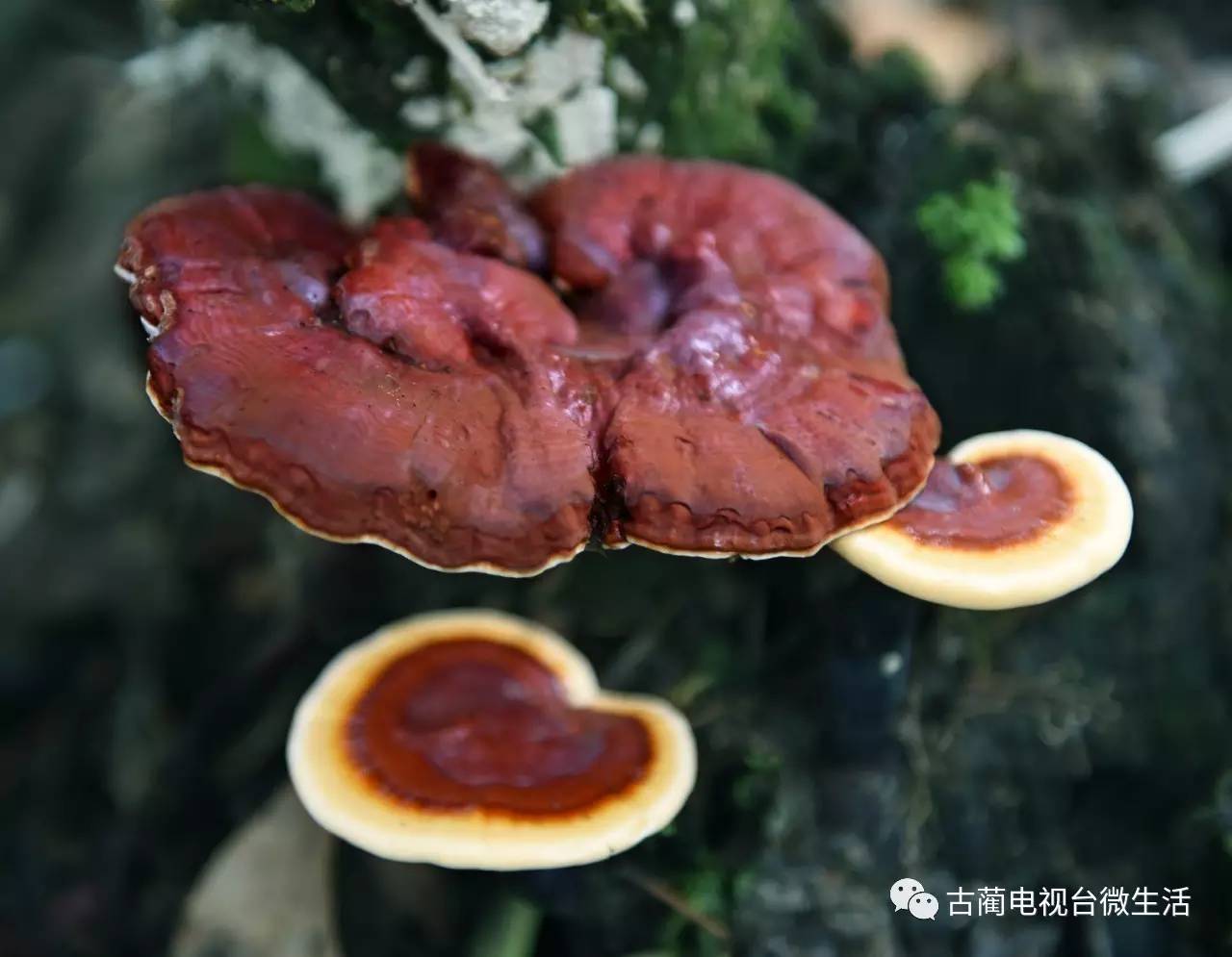 采药_农妇采药被困深山_山中采药