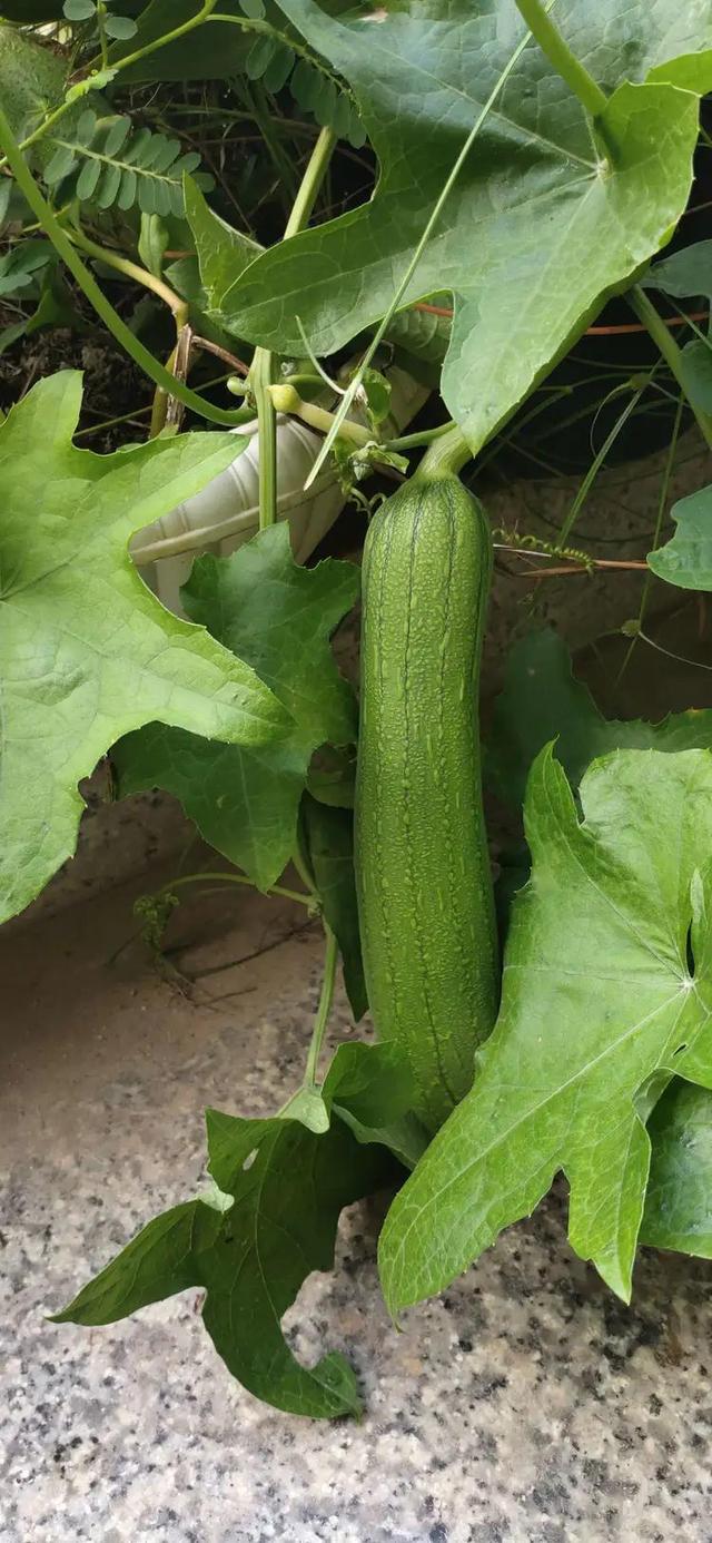 最新凹凸视频._凹凸丝瓜视频_凹凸门事件凹凸门视频