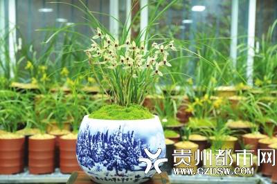 中国兰花网_兰花网中国好声音