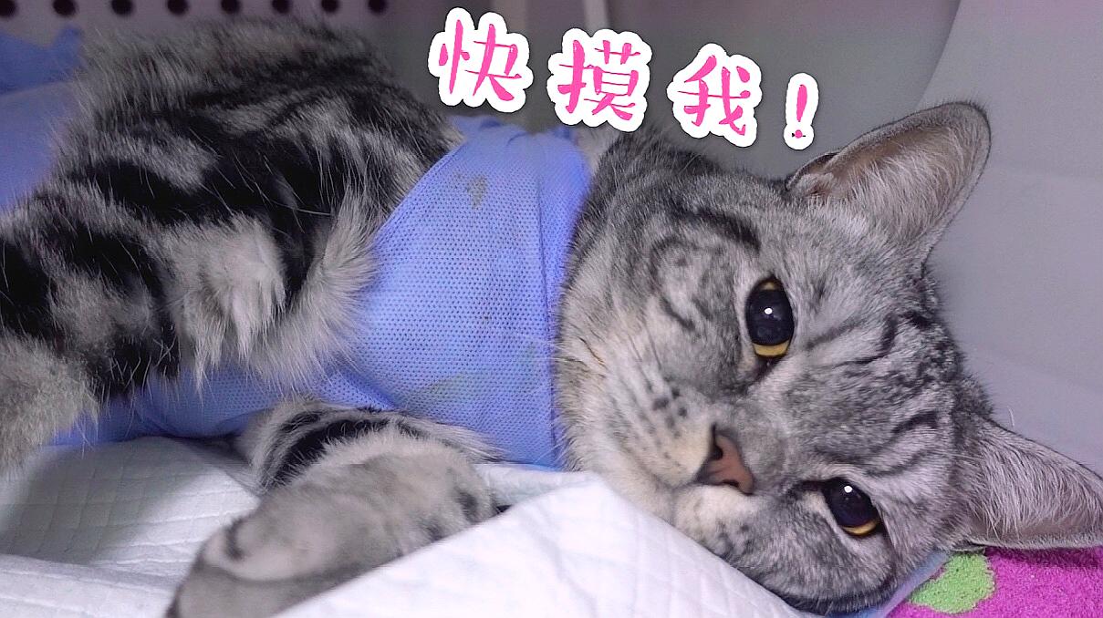 短视频下载成年,快喵人成app让你欲罢不能 短视频下载成年,快喵人成app让你欲罢不能