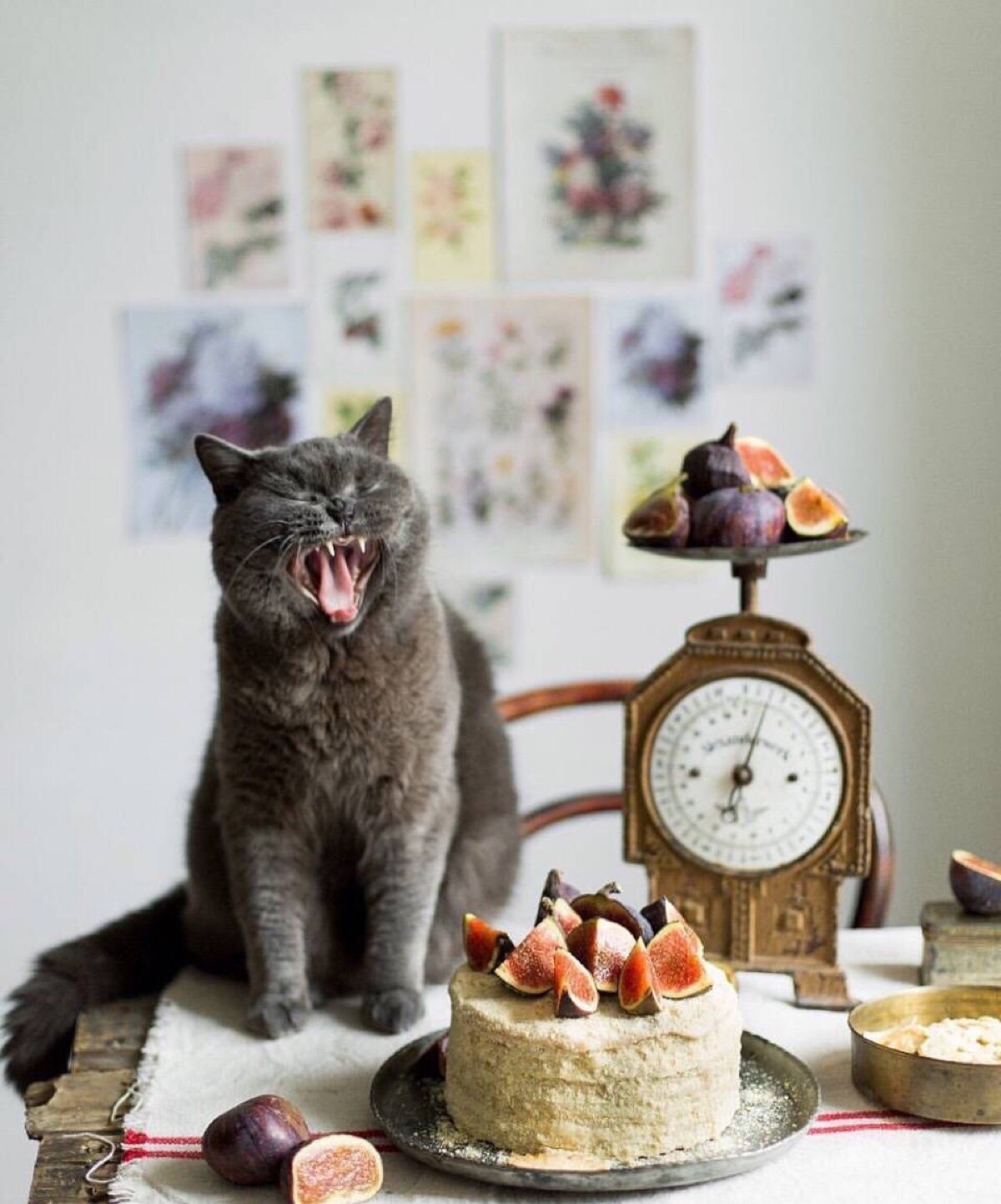 金杰猫_猫金杰猫_会说话的金杰猫2