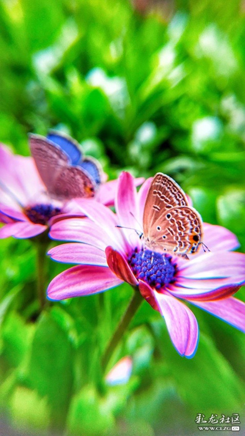 蝶花恋_花蝶_蝶花图片