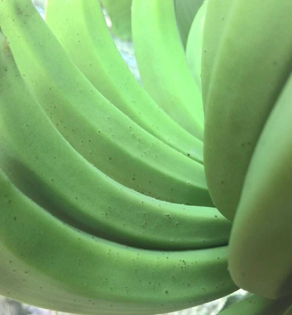 植物大战僵尸_水果大战害虫无敌版_无敌大虫子