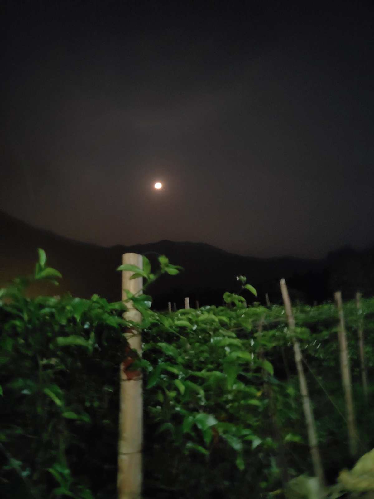 夕月_夕月出生的人怎么样_夕月做名字的寓意