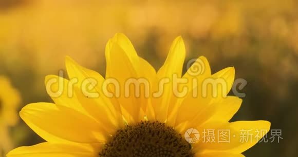 黄色向日葵视频_黄色向日葵视频_黄色向日葵视频