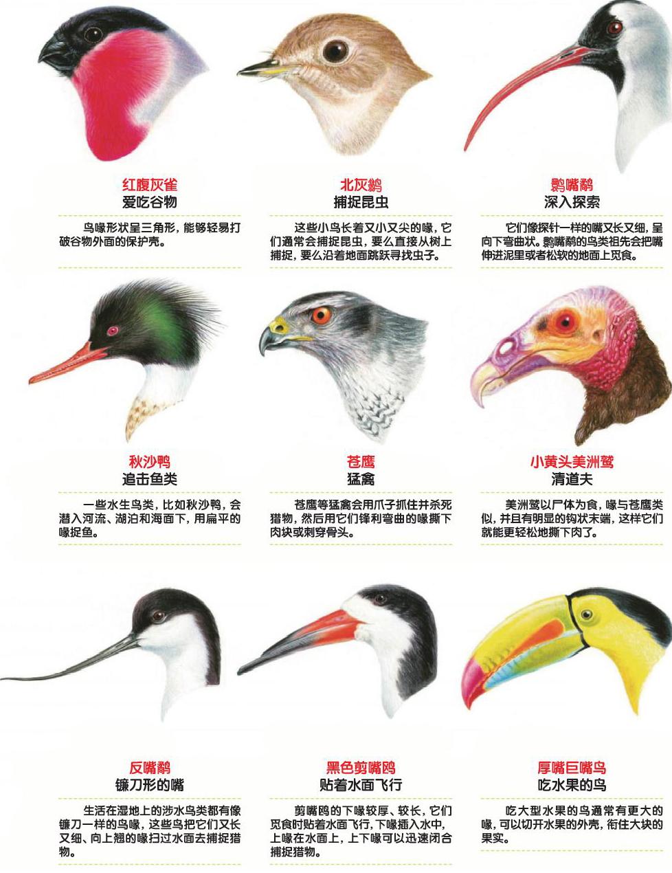神奇饭匙蛇：一见倾心