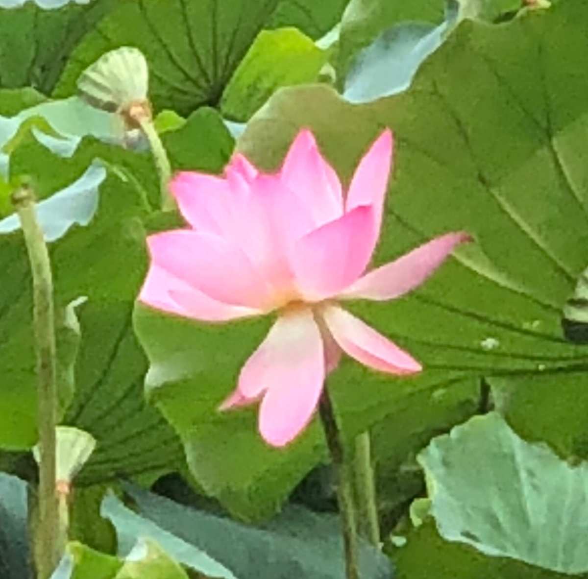 漂亮女生小学_漂亮小女生_漂亮女生小清新可爱