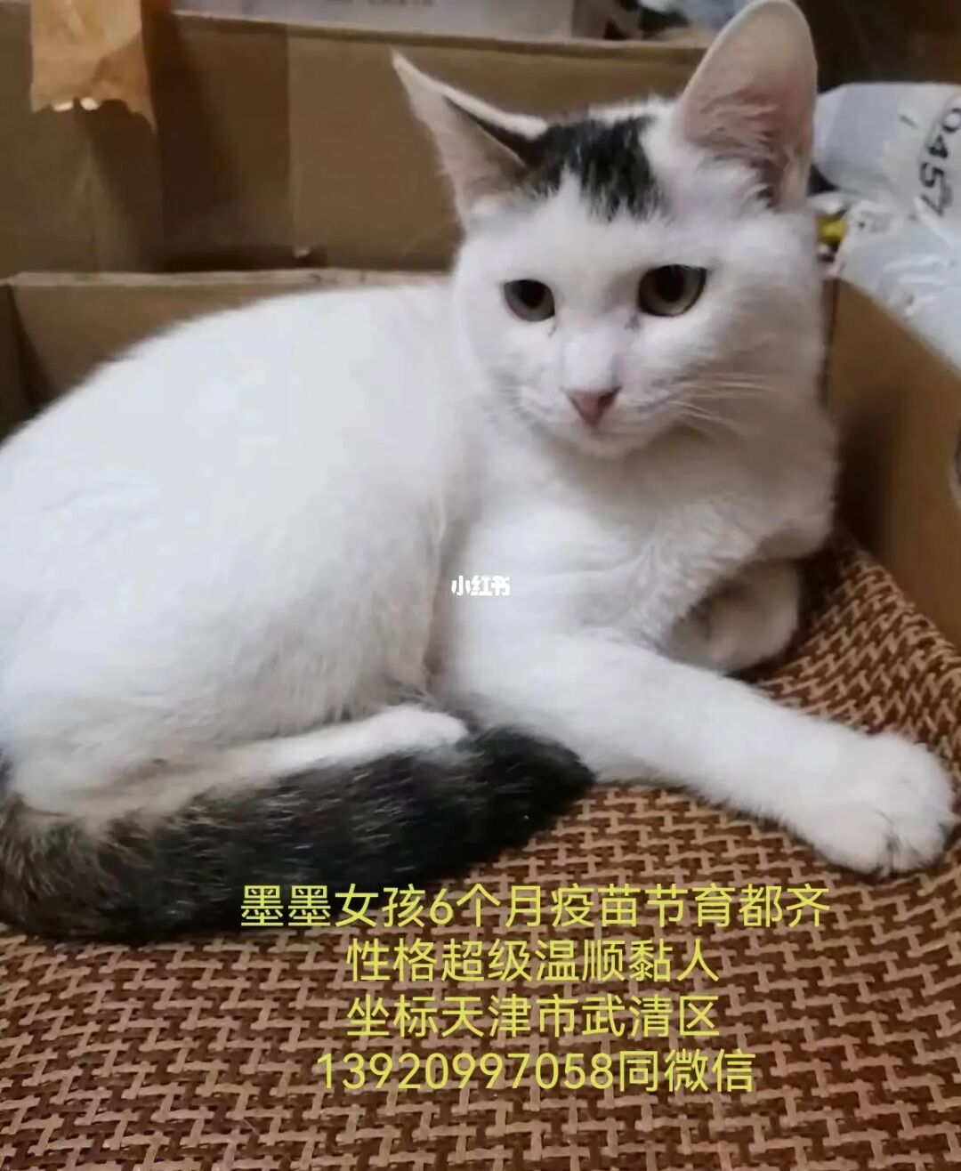猫咪在线网址改成多少了_猫咪在线网站_猫咪在线网站漫画