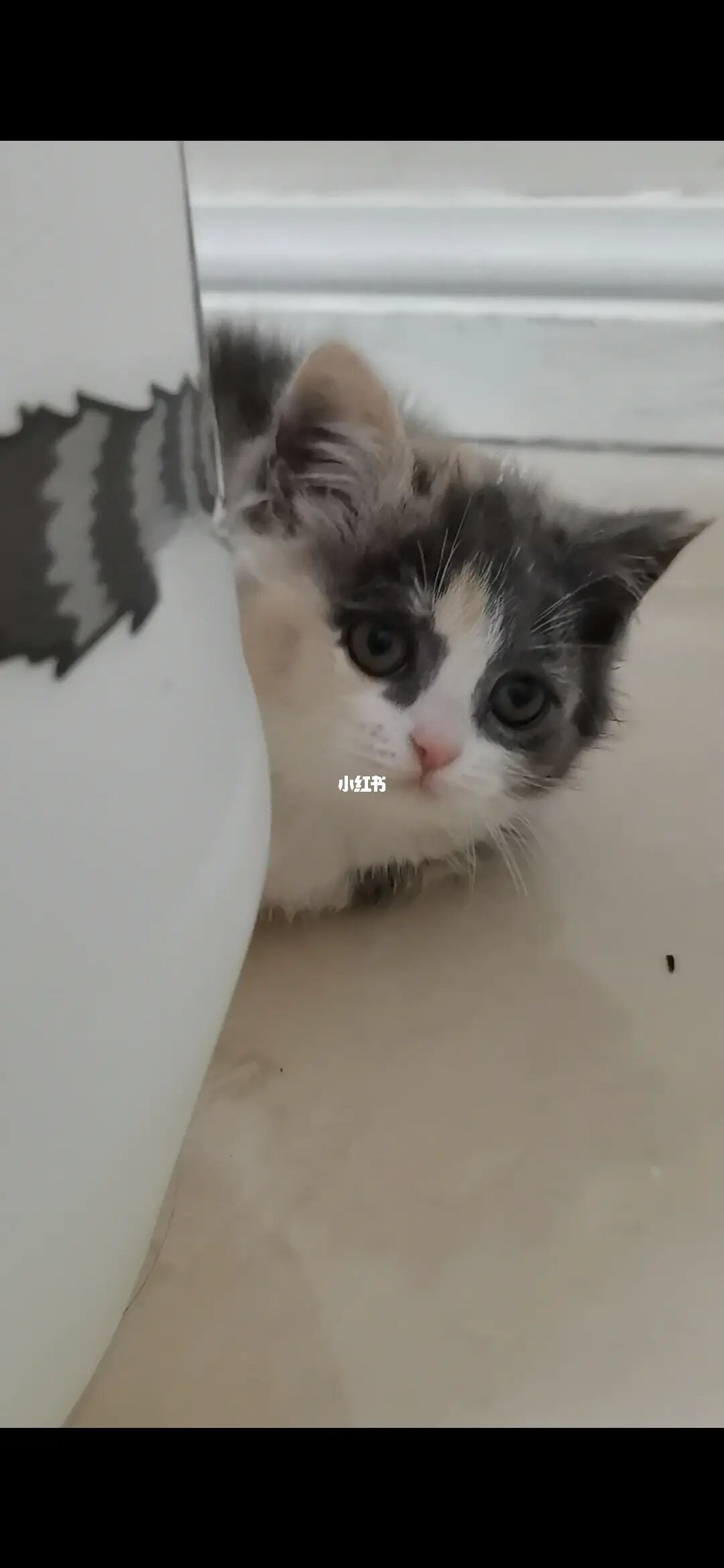猫咪在线网址改成多少了_猫咪在线网站漫画_猫咪在线网站