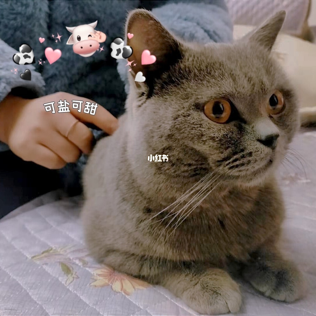 猫咪在线网址改成多少了_猫咪在线网站_猫咪在线网站漫画