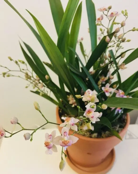 兰螳花：绝世花魅，自然界的美人