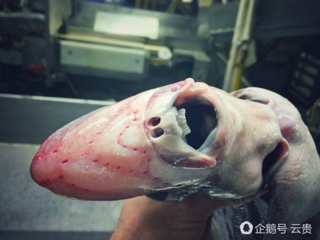 变异八爪鱼的名字叫什么_变异八爪鱼_变异八爪鱼不减反增
