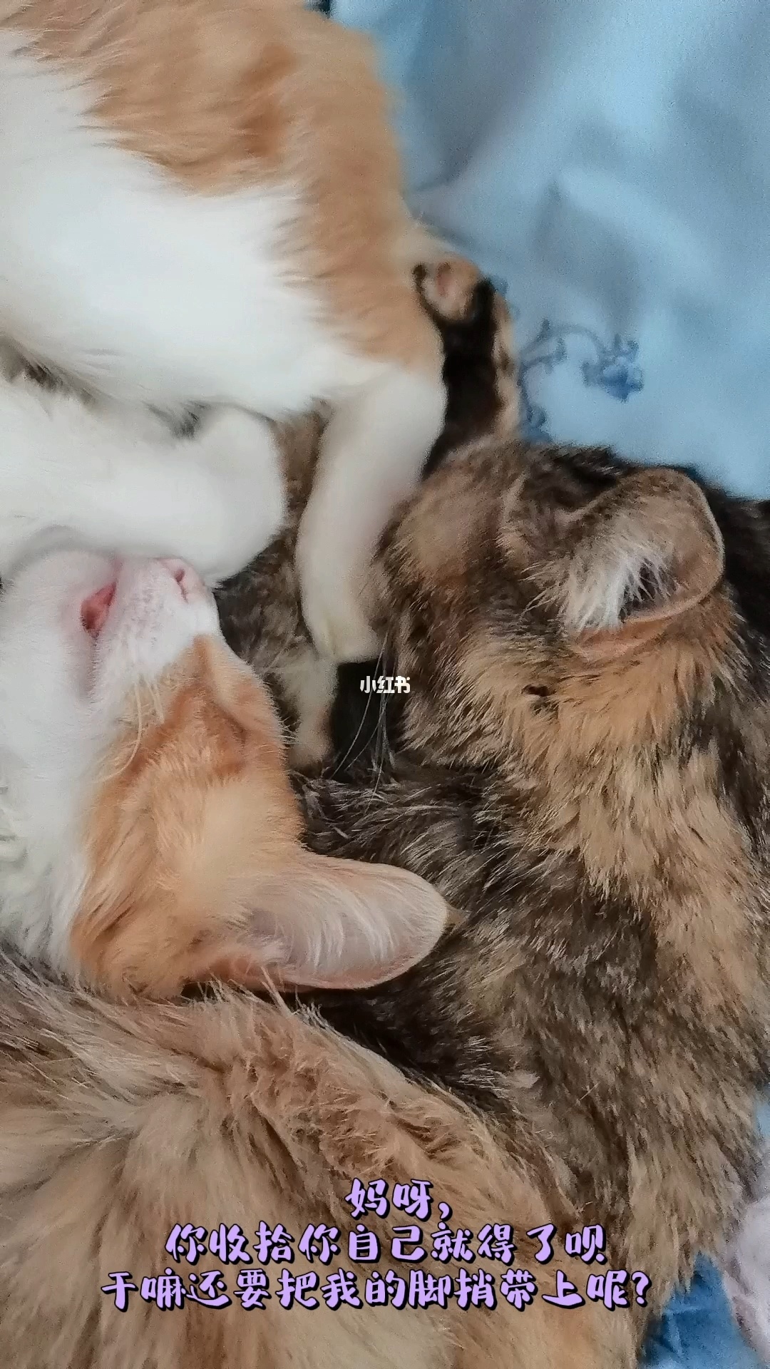 猫咪社区在线观看_猫咪社区在线观看_猫咪社区在线观看