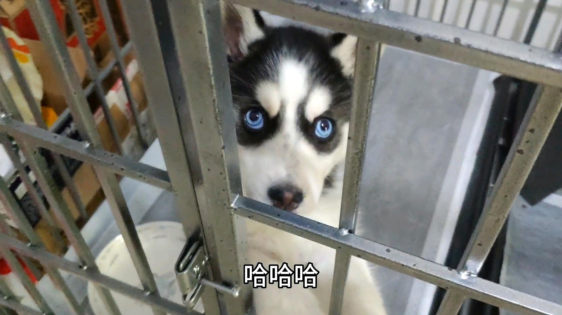 笑翻你的肚皮！蜜汁视频制作人给你带来欢乐