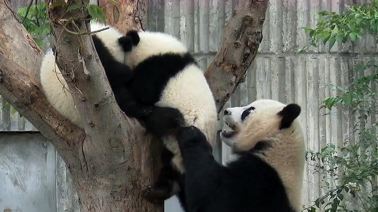 蜜汁八宝饭的做法视频_蜜汁短视频如何打开_蜜汁视频