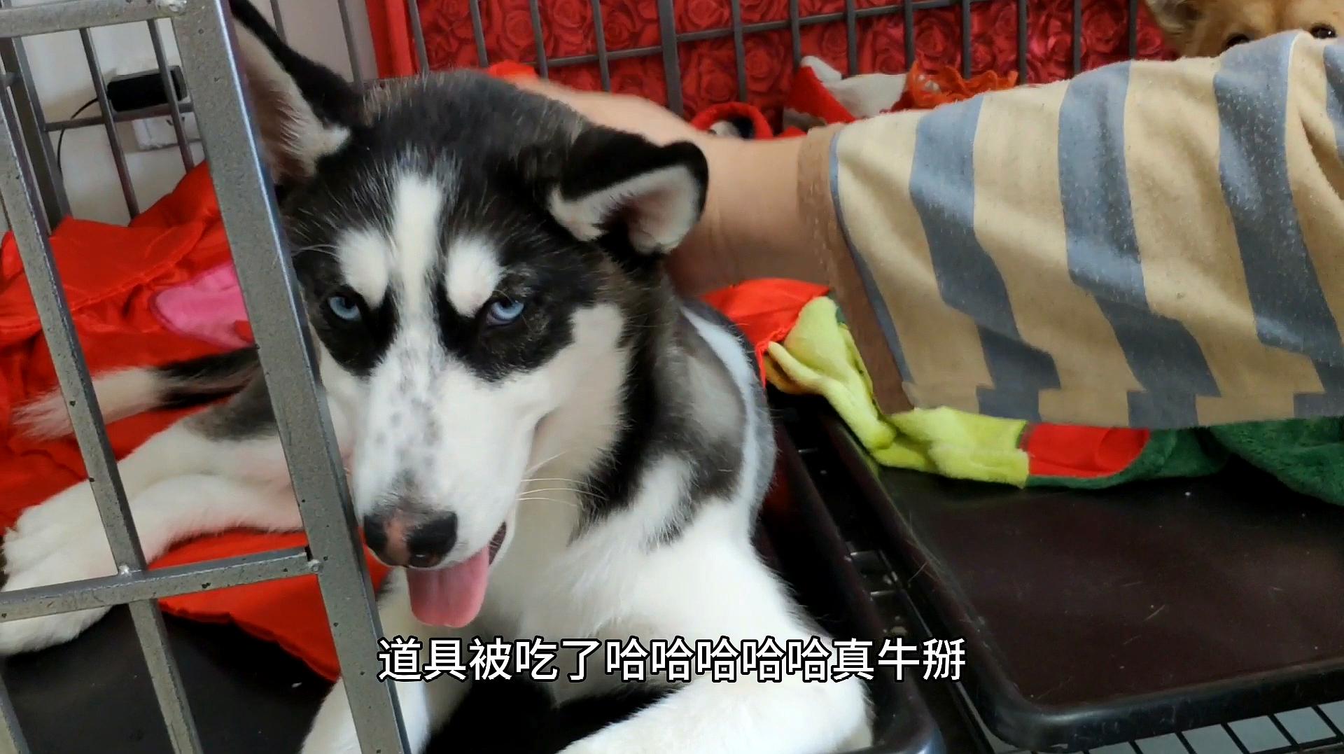 蜜汁短视频如何打开_蜜汁视频_蜜汁八宝饭的做法视频