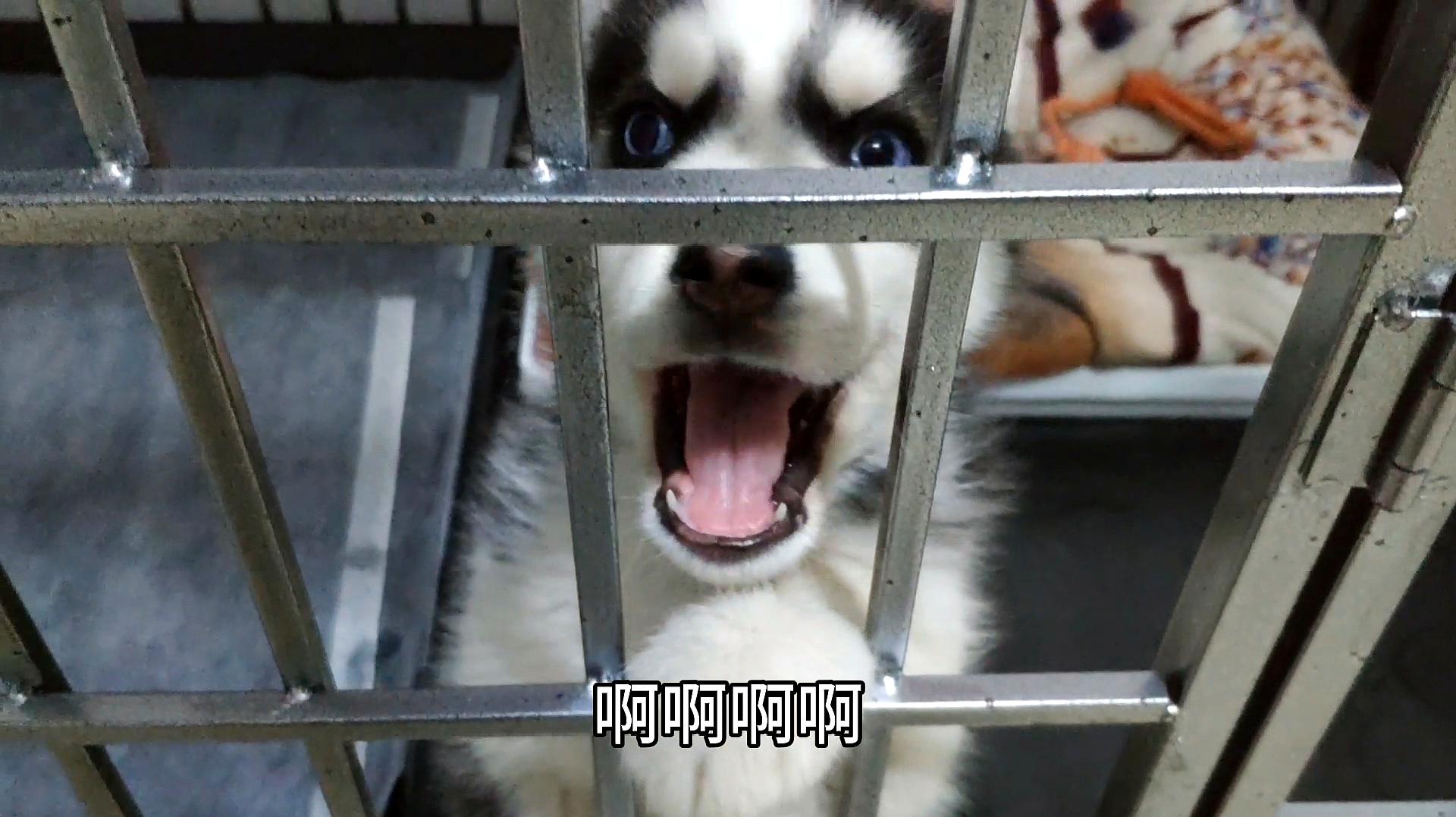 蜜汁视频_蜜汁短视频如何打开_蜜汁八宝饭的做法视频