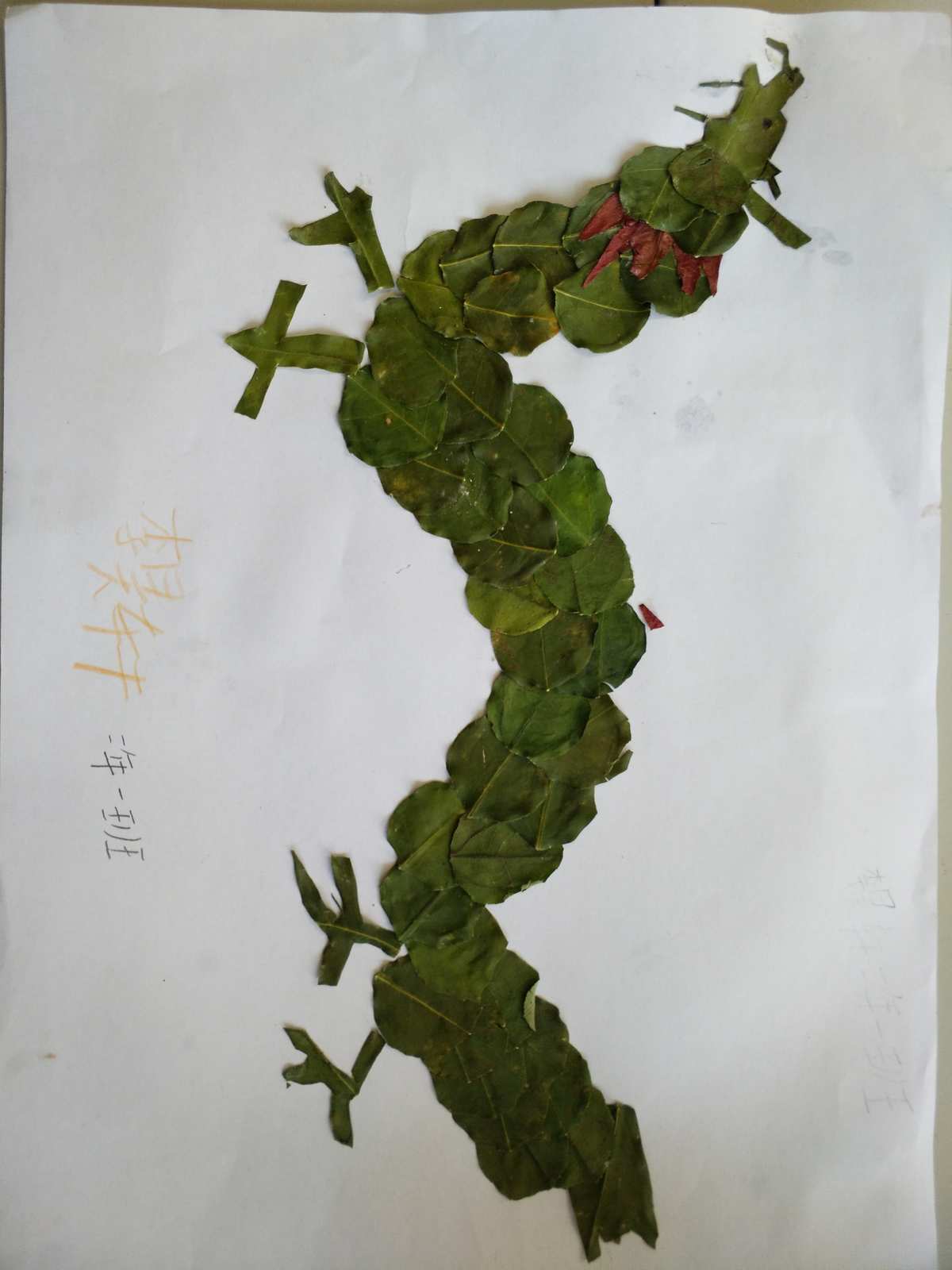 秋风吹黄，古树旋律奏响