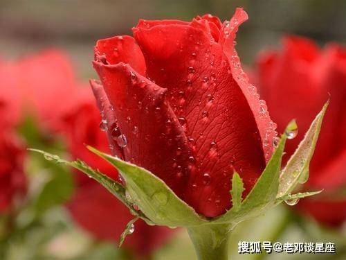 相逢恨晚未嫁时什么意思_相逢恨晚是什么生肖_恨不相逢未嫁时是什么生肖