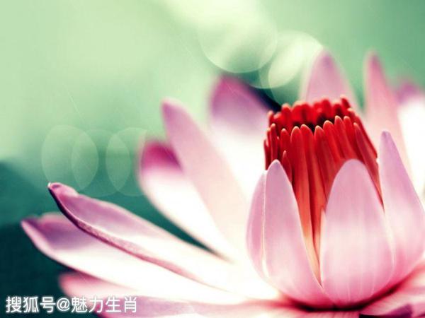 恨不相逢未嫁时是什么生肖_相逢恨晚未嫁时什么意思_相逢恨晚是什么生肖