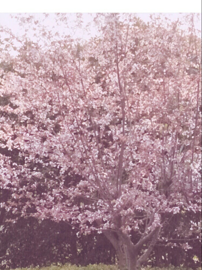 樱花物语游戏_樱花物语官方网站入口_樱花物语