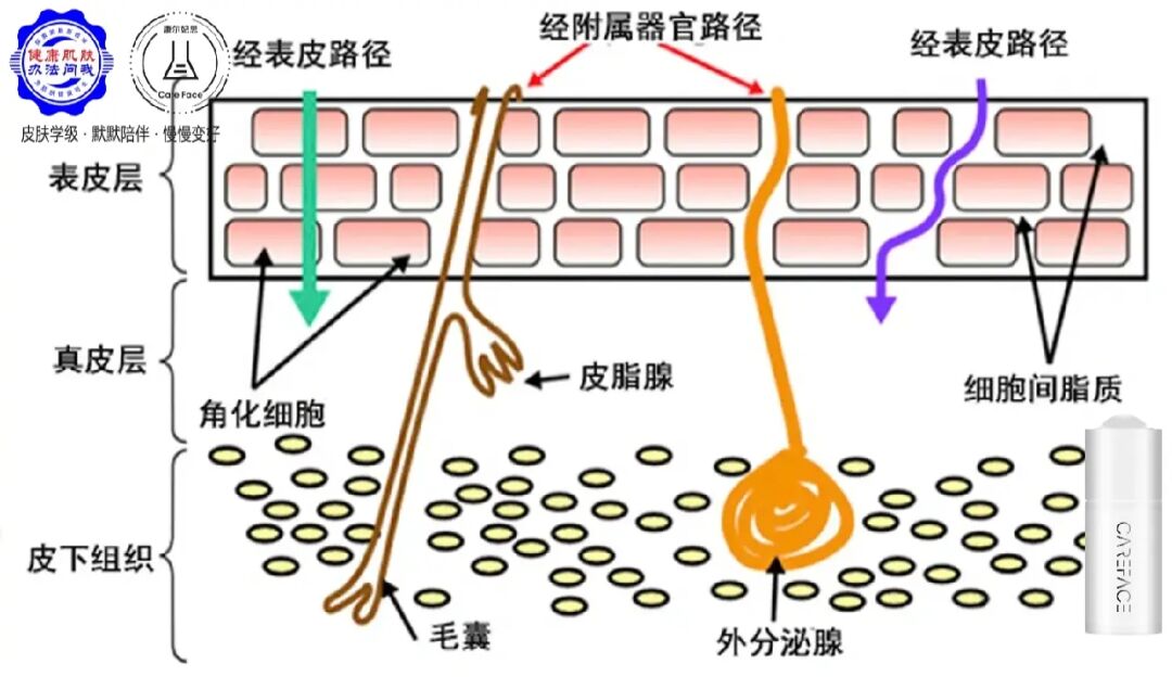 气阀微粒提取器cd_气体微粒取阀器_气阀微粒提取器图纸