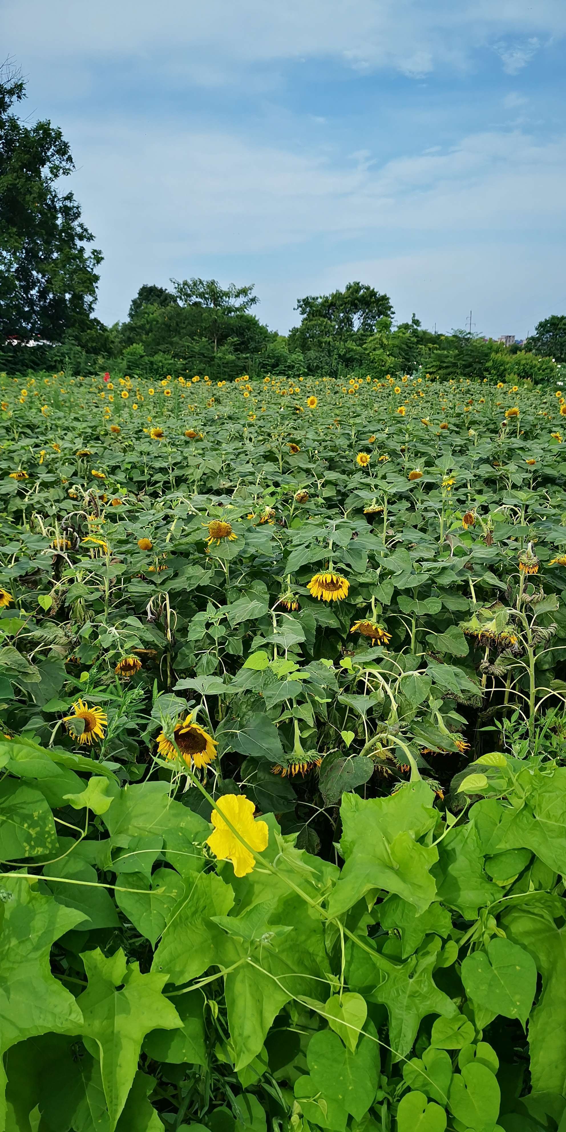 我多想回到家乡再回到她的身旁是什么歌_我多想回到家乡再回到她的身旁是什么歌_我多想回到家乡再回到她的身旁是什么歌