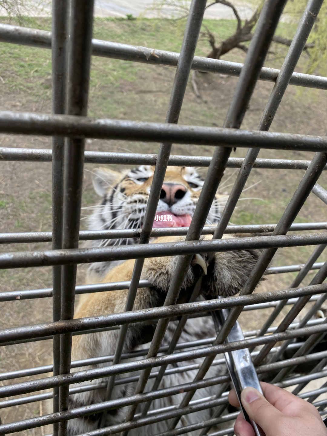 骚虎视_骚虎视_骚虎视