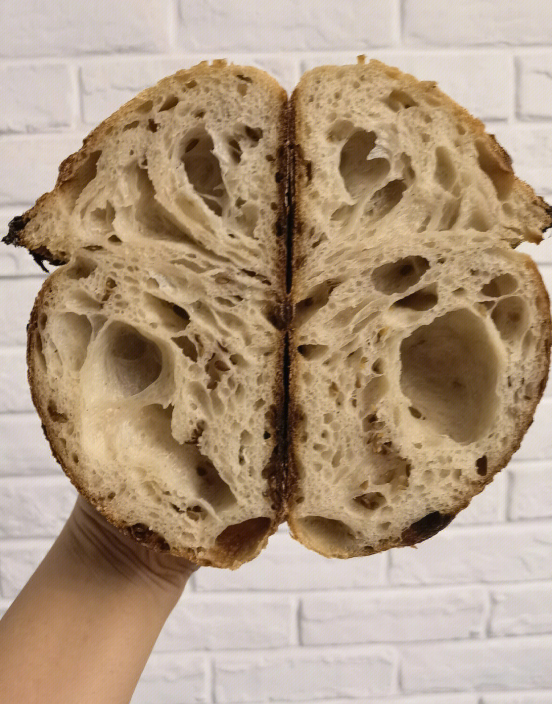 稀有品种欧洲大洋马:情感深厚,震撼人心 稀有品种欧洲大洋马:情感深厚,震撼人心