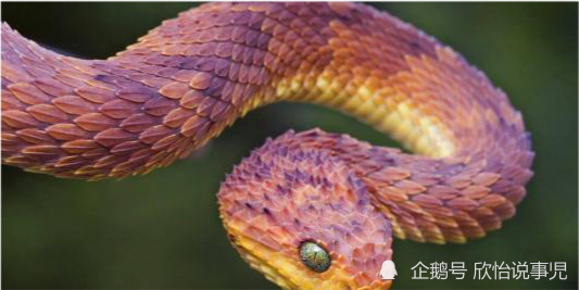 蛇图片_万蛇_蛇缠腰